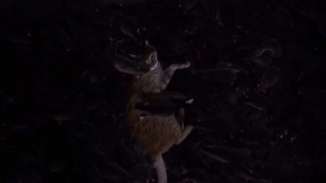Willard 2003 - orange tabby cat Scully falling into sea of rats