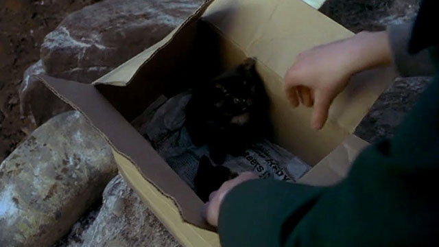 The Winter Guest - two tortoiseshell kittens inside cardboard box