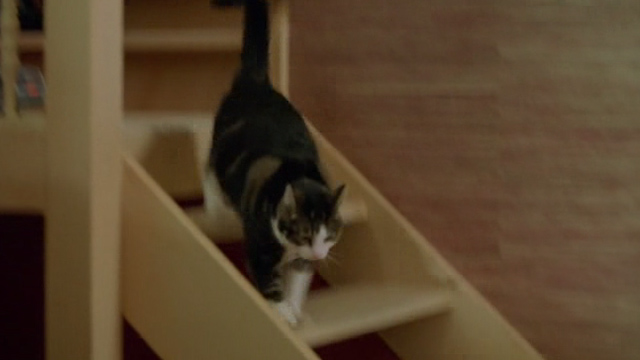 Wiplala - cat Vlieg Fly running down stairs