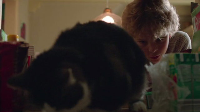 Wiplala - cat Vlieg Fly in cupboard with Johannes Sasha Mylanus behind