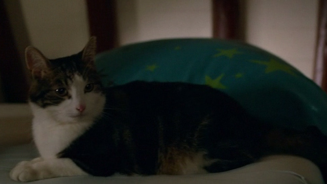 Wiplala - cat Vlieg Fly on bed