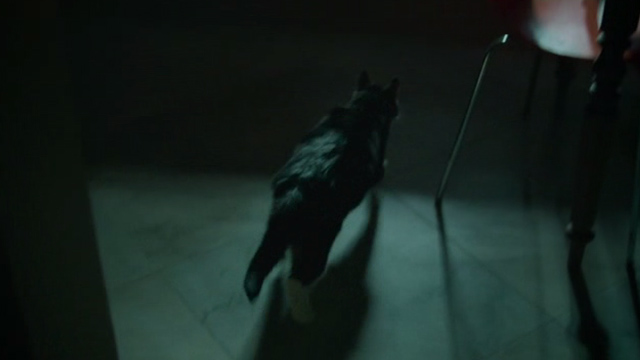 Wiplala - cat Vlieg Fly running across kitchen