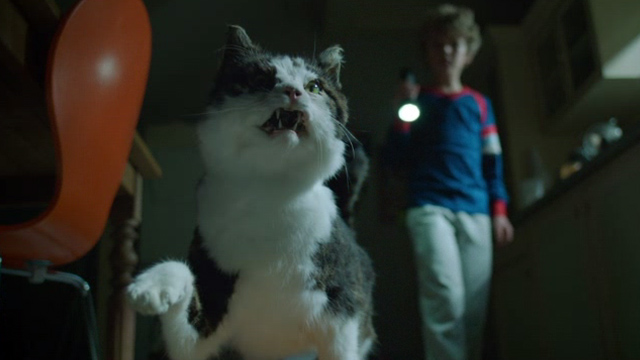 Wiplala - cat Vlieg Fly frozen with Johannes Sasha Mylanus looking down