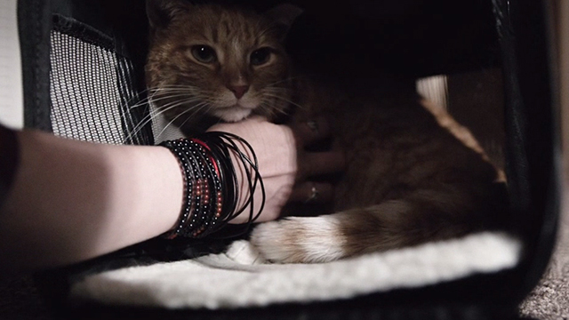 Within - orange and white cat Monty being petted in carrier