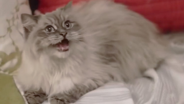 With Love, Christmas - Himalayan cat meowing