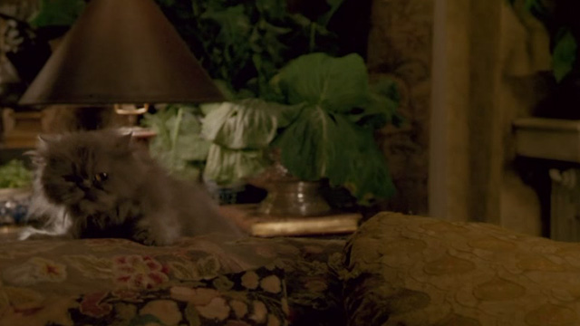 Withnail & I - gray long haired cat on back of couch