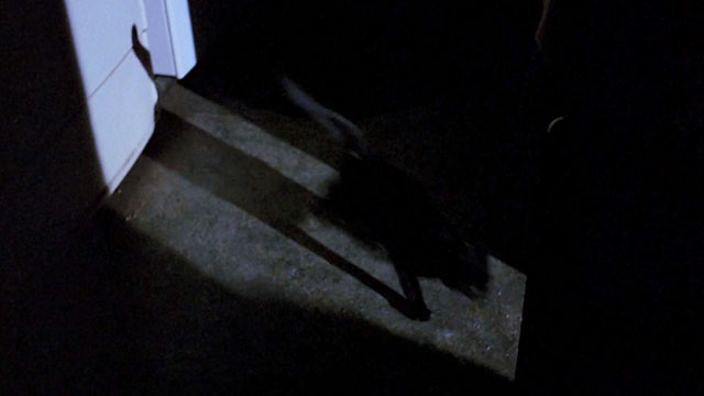 Without Warning - black cat running across floor