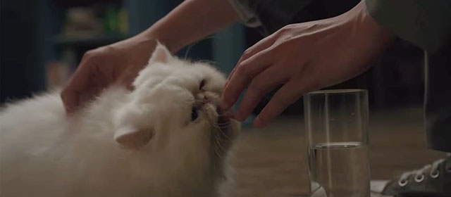The Woman in the Window - white Persian cat Punch licking fingers