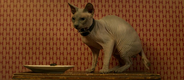 Wonka - hairless calico Sphynx cat
