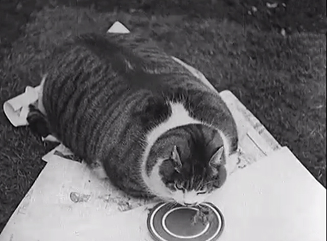 World's Biggest Cat - Gibson fat cat eating