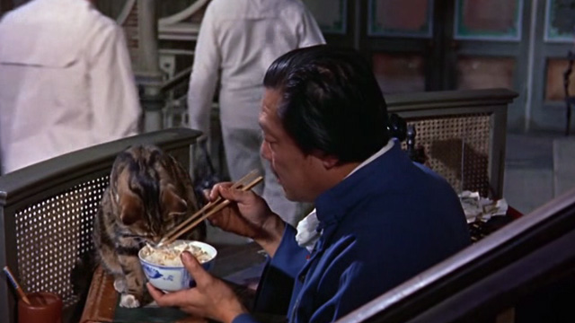 The World of Suzie Wong - Ah Tong Andy Ho feeding tabby cat with chopsticks