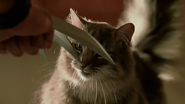 X-Men 2 - Maine Coon cat sniffs at Wolverine's claws