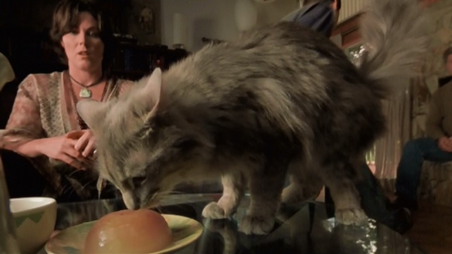 X-Men 2 - Maine Coon cat licks frozen tea