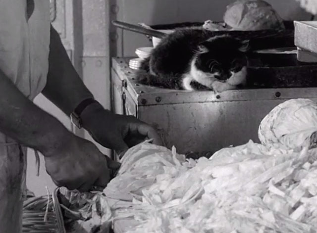 The Yangtse Incident - black and white tuxedo ship cat Simon watching onions being chopped