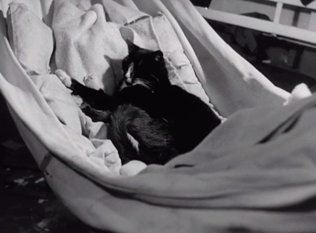 The Yangtse Incident - black and white tuxedo ship cat Simon lying in hammock