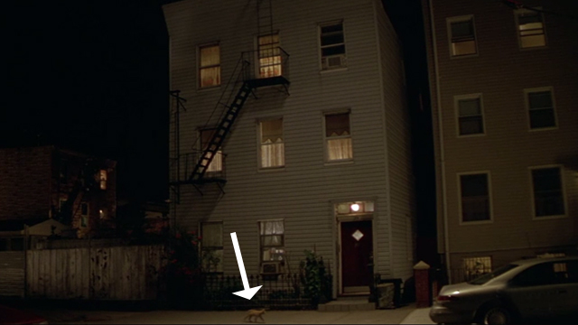 The Yards - orange tabby cat on sidewalk