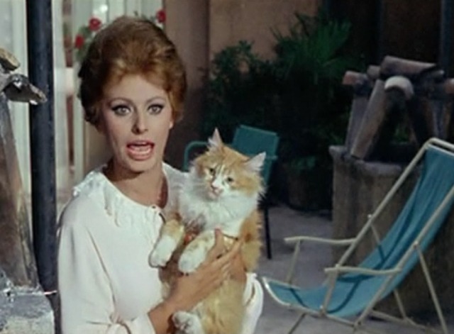 Yesterday, Today and Tomorrow - Mara fighting back while holding orange and white cat