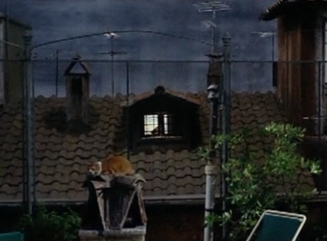 Yesterday, Today and Tomorrow - orange and white cat sitting between apartments