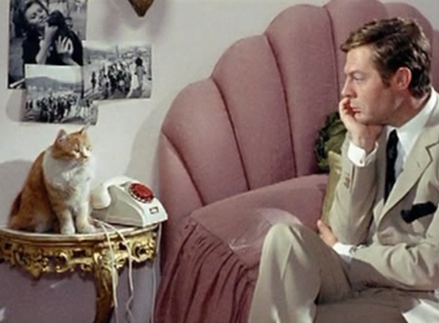 Yesterday, Today and Tomorrow - orange and white cat looking at Augusto