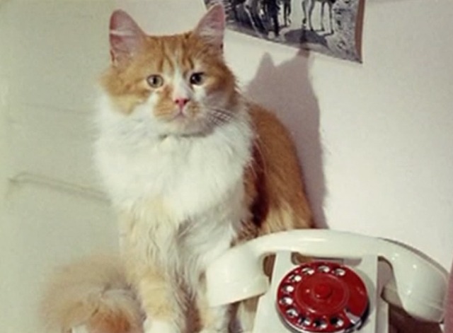 Yesterday, Today and Tomorrow - orange and white cat sitting beside telephone
