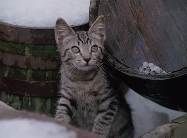 Yes Virginia, There is a Santa Claus - brown tabby kitten in snowy back alley
