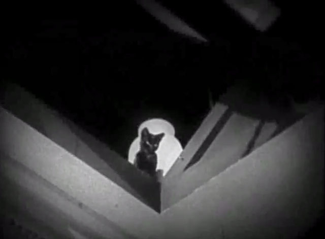 You'd Be Surprised - black cat Felix looking down through skylight
