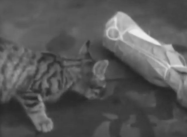 Young England Speeds Xmas Mail - tabby kitten lapping up liquid spilling from broken brown paper wrapped bottle on ground