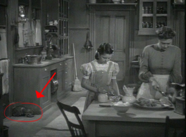 Young Tom Edison - tabby cat in kitchen