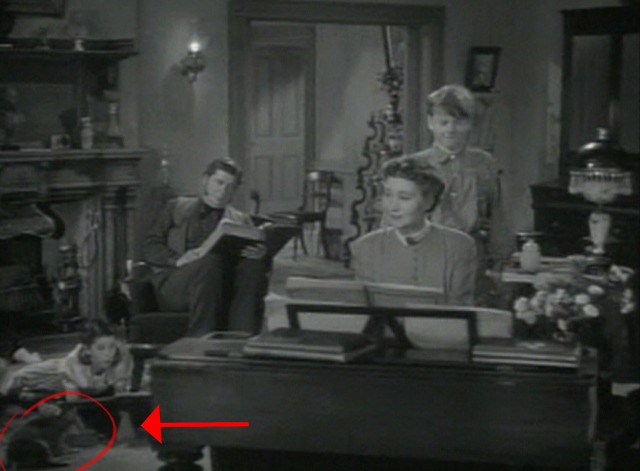 Young Tom Edison - tabby cat in family room