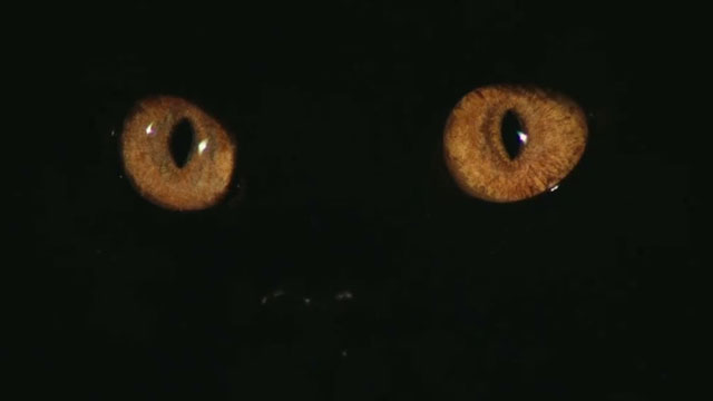 Your Vice is a Locked Room and Only I Have the Key - extreme close up of longhair black cat Satan's golden eyes