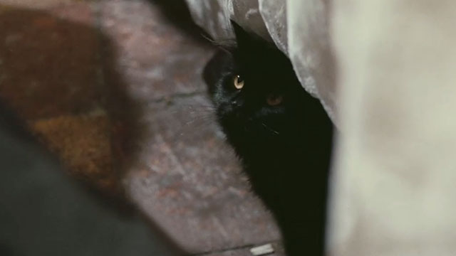 Your Vice is a Locked Room and Only I Have the Key - longhair black cat Satan looking out from beneath tablecloth