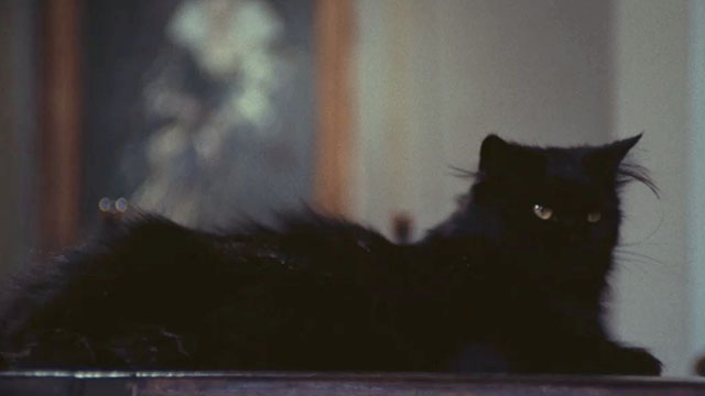 Your Vice is a Locked Room and Only I Have the Key - longhair black cat Satan