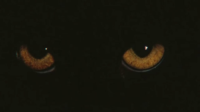 Your Vice is a Locked Room and Only I Have the Key - extreme close up of longhair black cat Satan's golden eyes