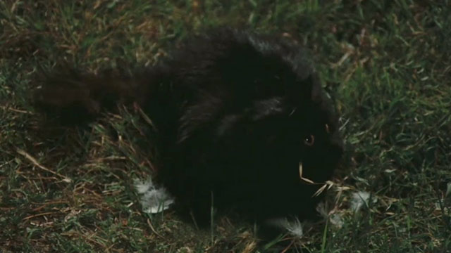 Your Vice is a Locked Room and Only I Have the Key - longhair black cat Satan on lawn with feathers