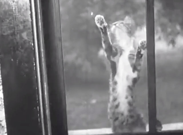 Your Voice - tabby kitten trying to climb window screen