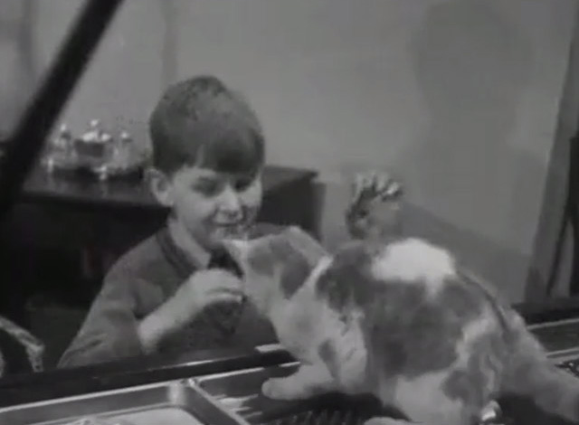 Youth on the Keys - boy Colin Sherratt reaching for white and orange tabby cat on piano