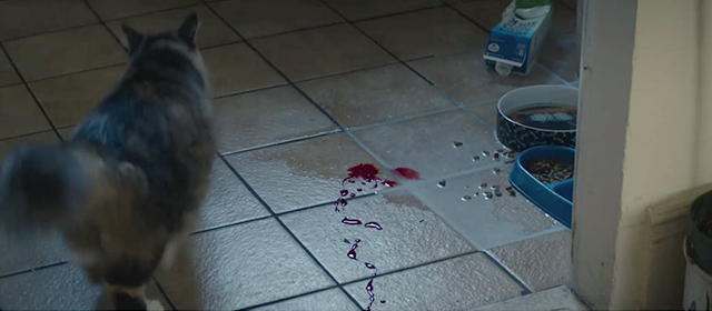 You Were Never Really Here - torbie cat walking into kitchen with blood on floor