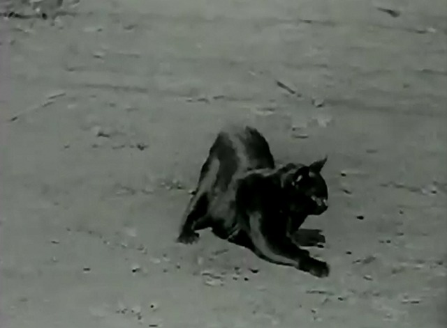 Yukon Jake - black cat arches back in street
