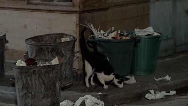 Tante Zite - black and white tuxedo street cat by garbage cans