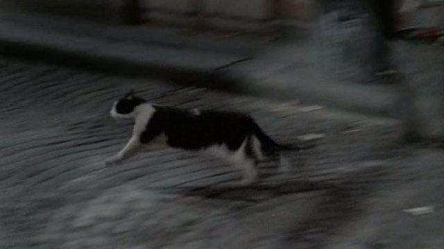 Tante Zite - black and white tuxedo street cat running