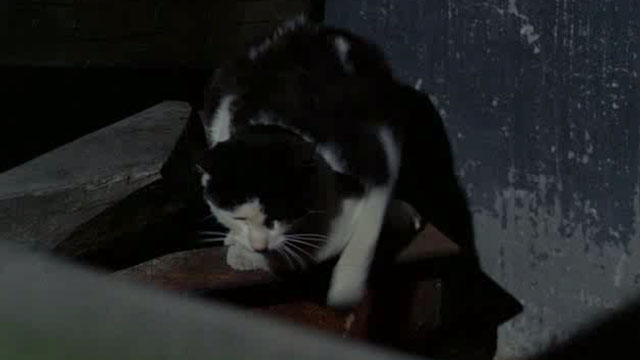 Tante Zite - black and white tuxedo street cat sitting on crates