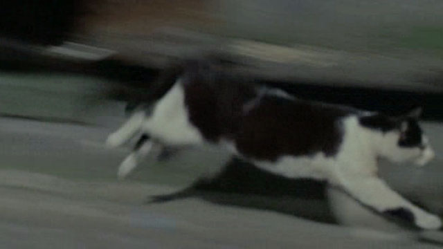 Tante Zite - black and white tuxedo street cat running