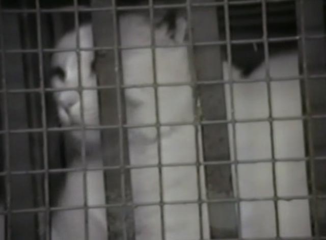 Zoo Piece - white cat in mesh cage