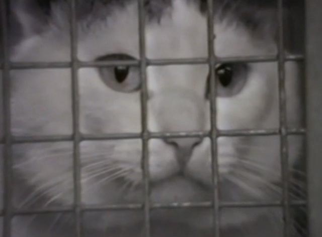 Zoo Piece - close up of cat's face behind mesh cage
