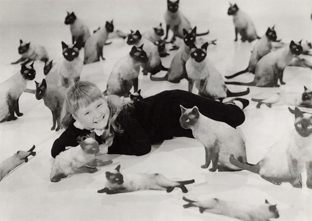 Behind the Scenes of Thomasina - Mary Karen Dotrice posing with Siamese cat cutouts