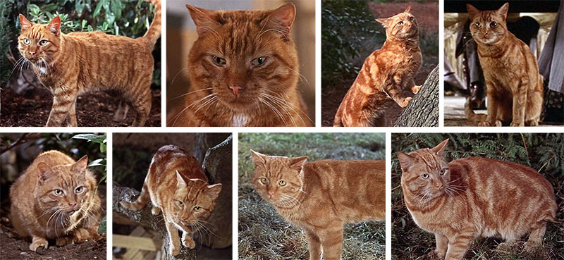 Behind the Scenes of Thomasina - comparison of some of the marmalade cats used for Thomasina