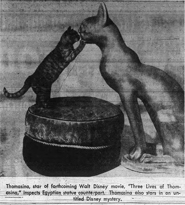 Behind the Scenes of Thomasina - newspaper clipping of Thomasina and statue stating she would also star in That Darn Cat