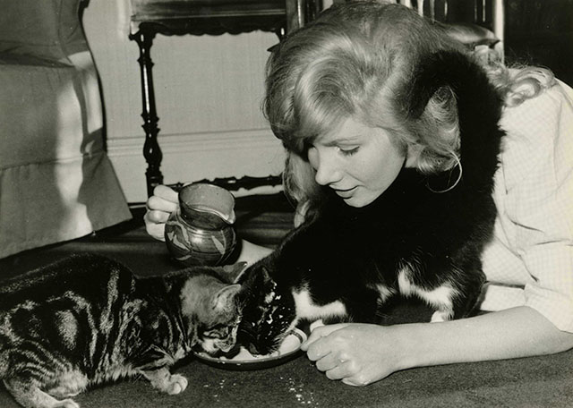 Behind the Scenes of Thomasina - Susan Hampshire feeding kittens milk from a saucer