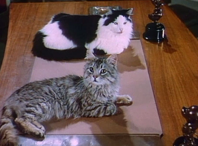 Behind the Scenes of Thomasina - Walt Disney introduction for The Three Lives of Thomasina with tabby and tuxedo cats on desk looking surprised