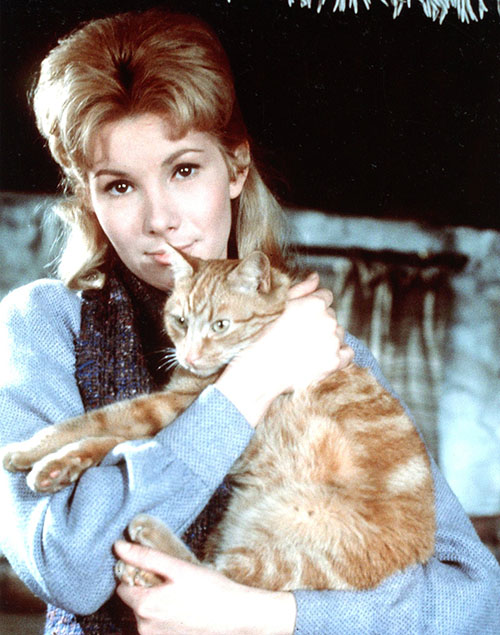 Behind the Scenes of Thomasina - publicity photo of Lori Susan Hampshire holding marmalade tabby cat